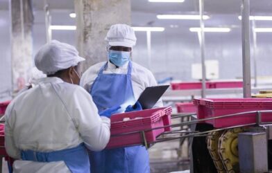 Factory worker conducts inspection at processing plant with conveyor belt