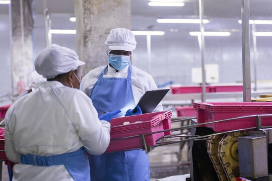 Factory worker conducts inspection at processing plant with conveyor belt